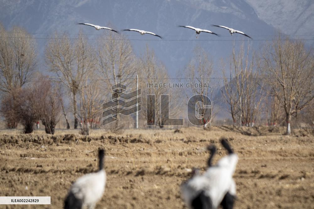 CHINA-XIZANG-XIGAZE-BLACK-NECKED CRANES (CN)