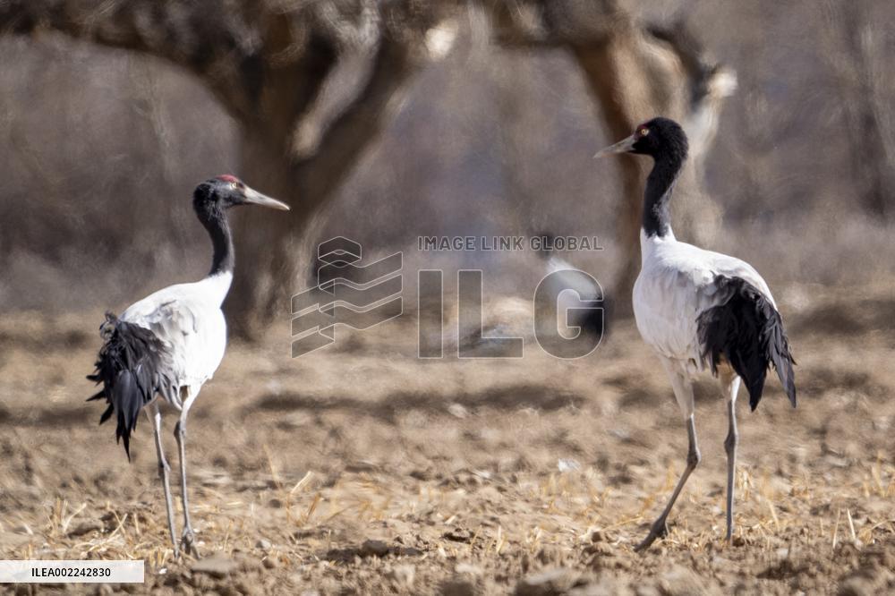 CHINA-XIZANG-XIGAZE-BLACK-NECKED CRANES (CN)