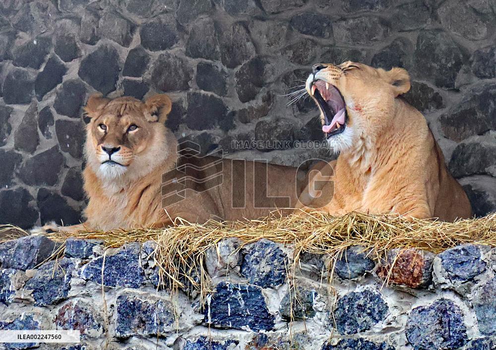 Kyiv Zoo in winter