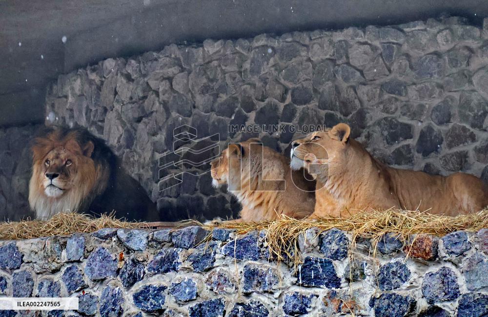 Kyiv Zoo in winter