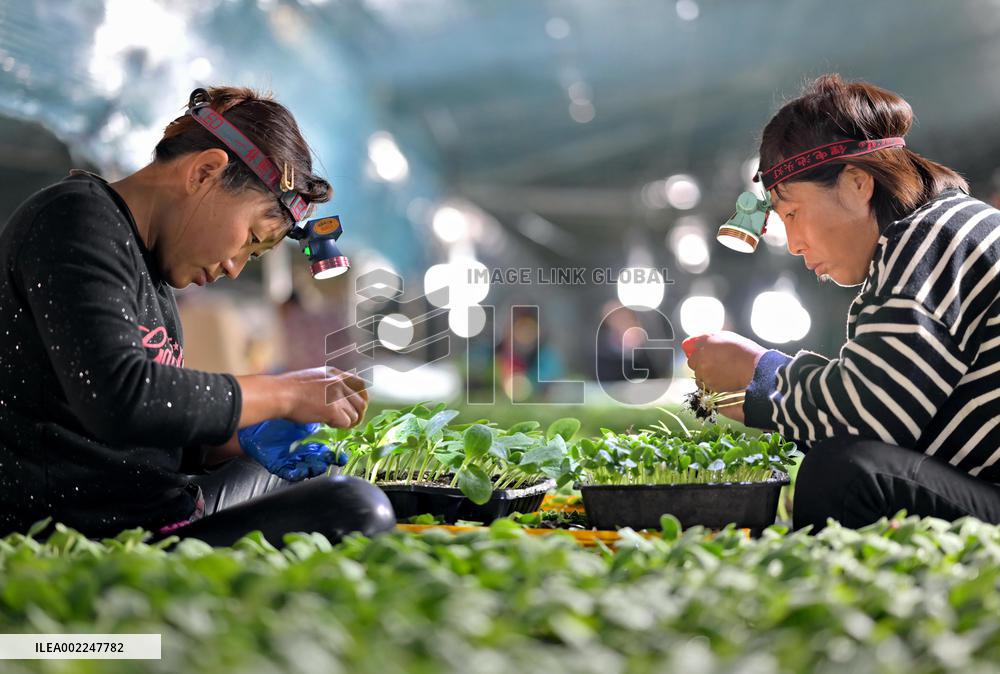 CHINA-HEBEI-LUANZHOU-AGRICULTURE-GREENHOUSE PLANTING(CN)
