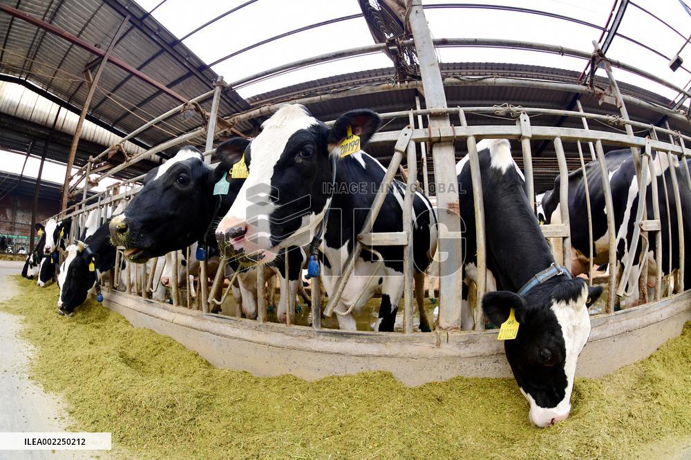 A Dairy Company in Haian