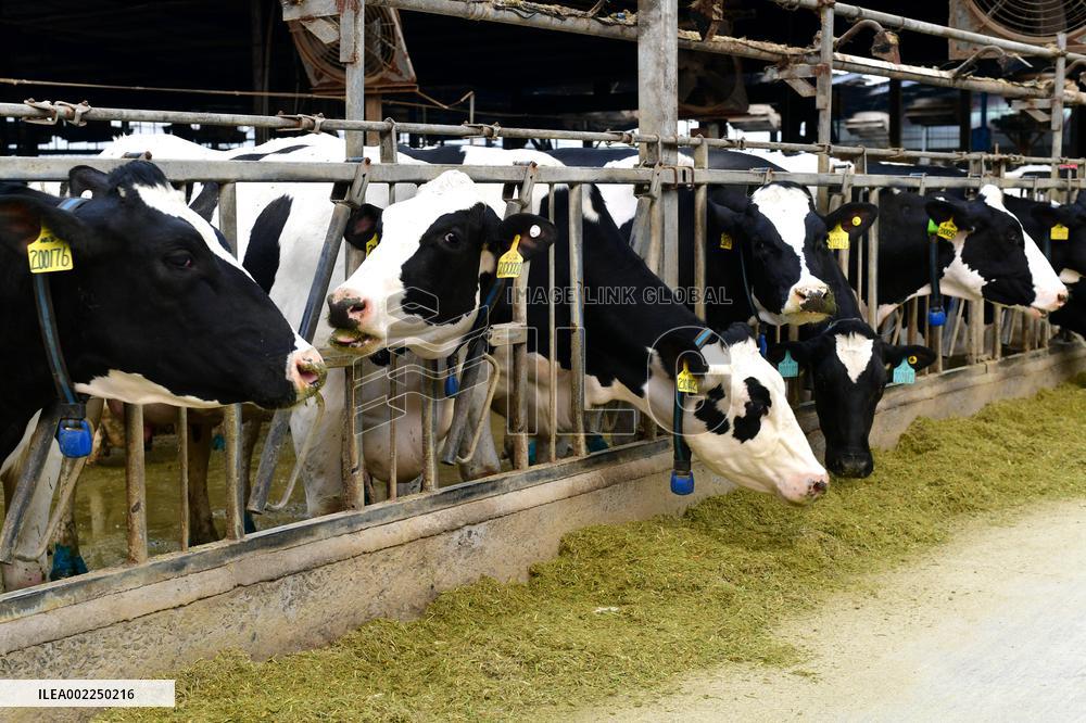 A Dairy Company in Haian