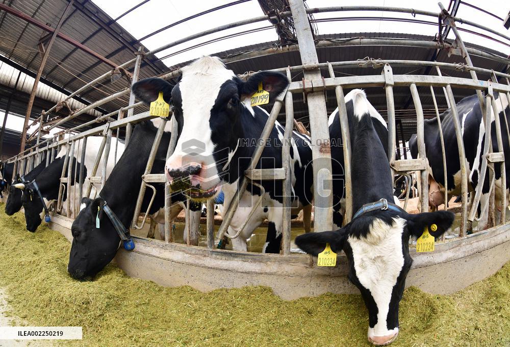 A Dairy Company in Haian