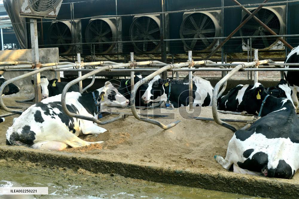A Dairy Company in Haian