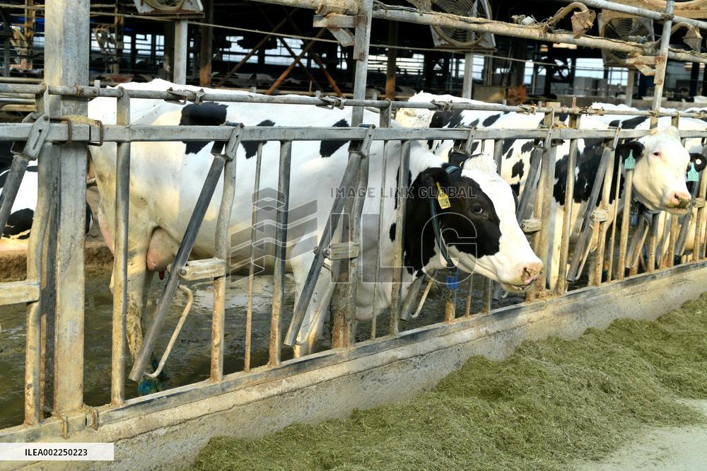 A Dairy Company in Haian