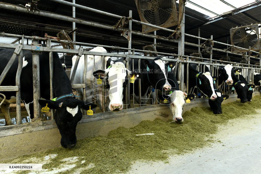 A Dairy Company in Haian