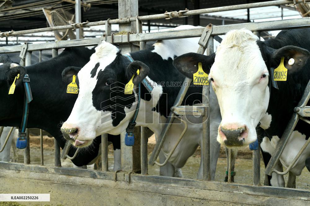 A Dairy Company in Haian
