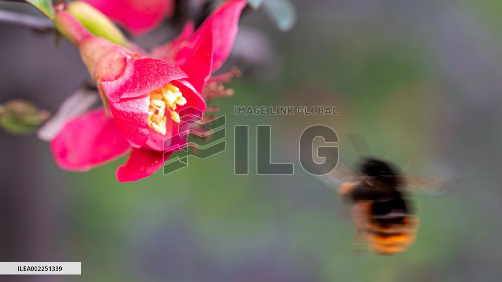Crabapple Flower Bloom in Chongqing
