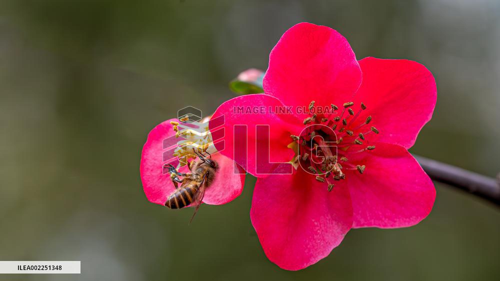 Crabapple Flower Bloom in Chongqing
