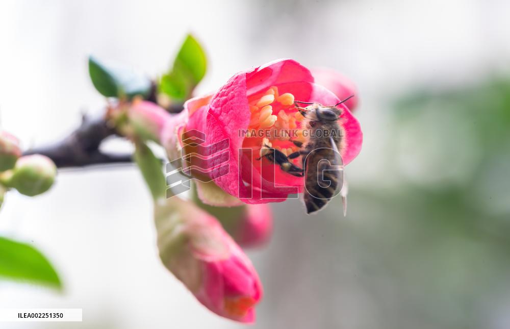Crabapple Flower Bloom in Chongqing