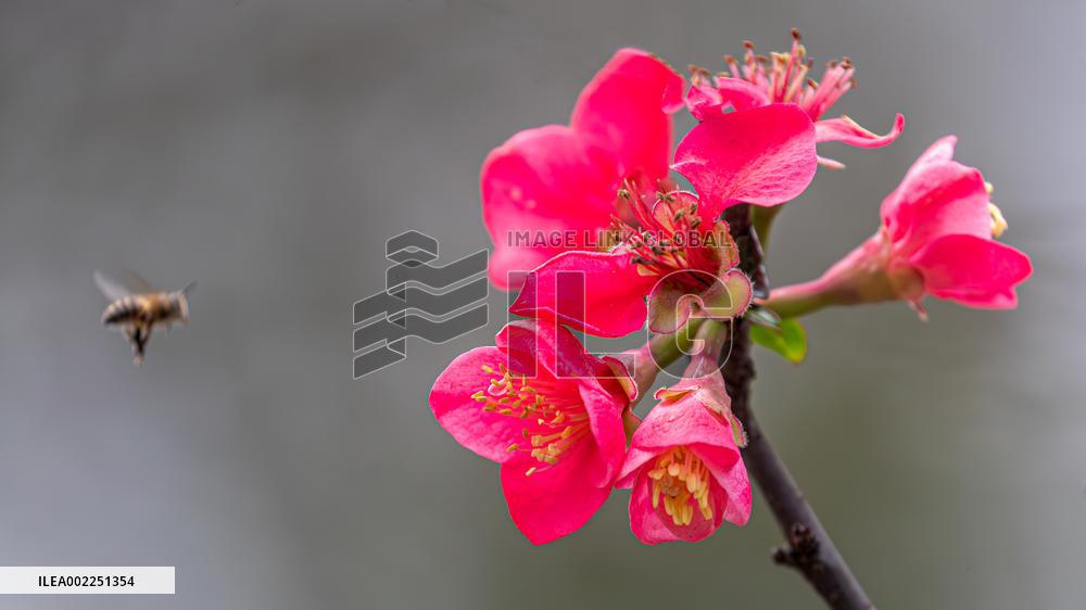 Crabapple Flower Bloom in Chongqing