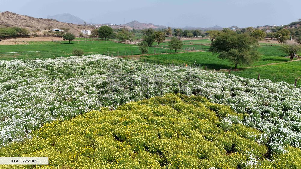 Indian Farmer In Flower Fields - India