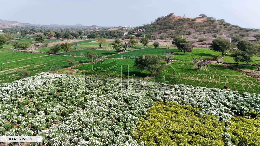 Indian Farmer In Flower Fields - India