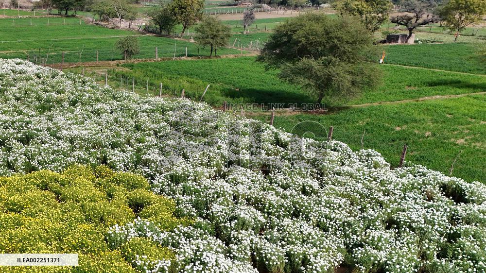 Indian Farmer In Flower Fields - India