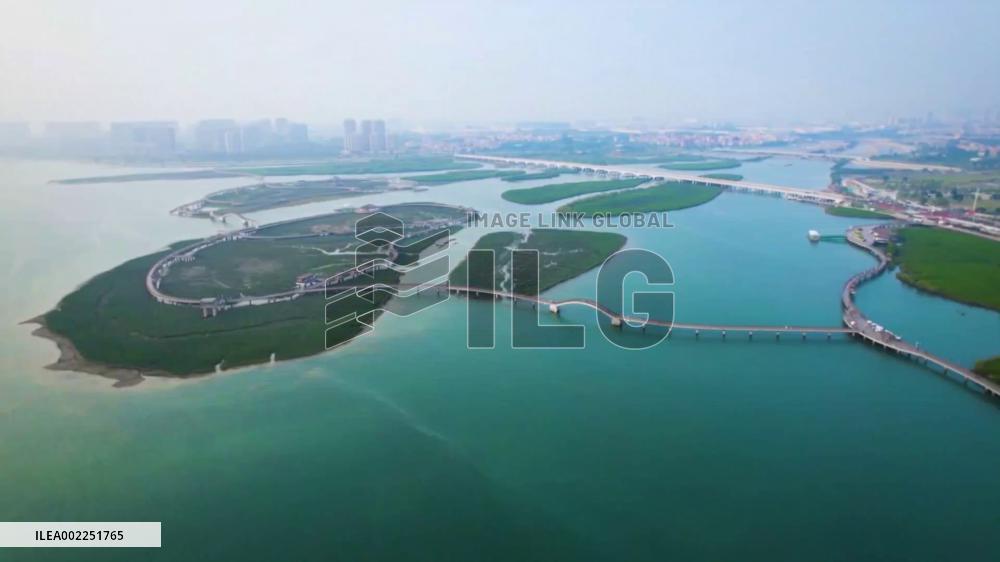 China's coastal city achieves solid progress in mangrove conservation