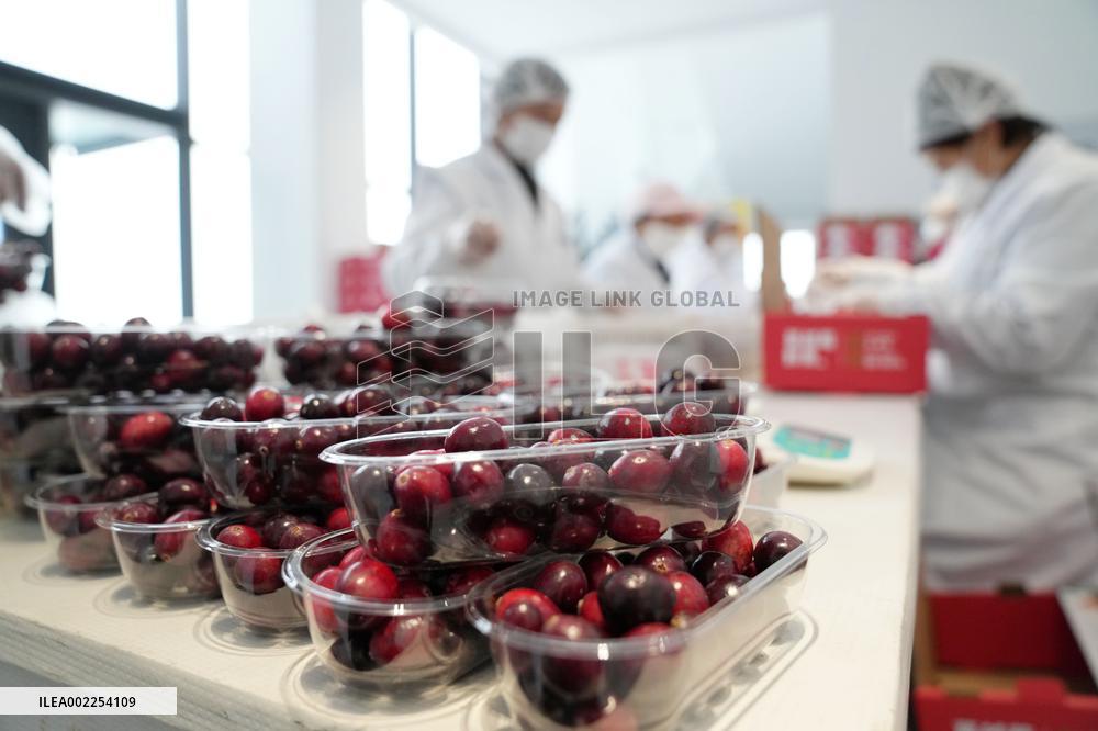 CHINA-HEILONGJIANG-FUYUAN-CRANBERRY PLANTING(CN)