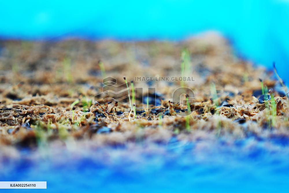 CHINA-HEILONGJIANG-FUYUAN-CRANBERRY PLANTING(CN)