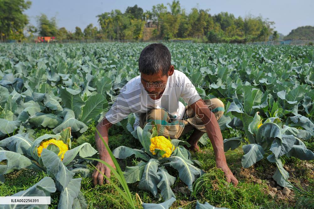 Multi Colored Cauliflower Farming - Bangladesh