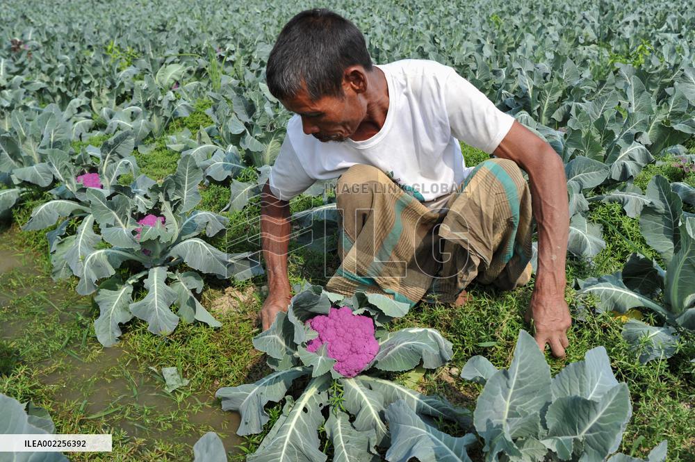 Multi Colored Cauliflower Farming - Bangladesh