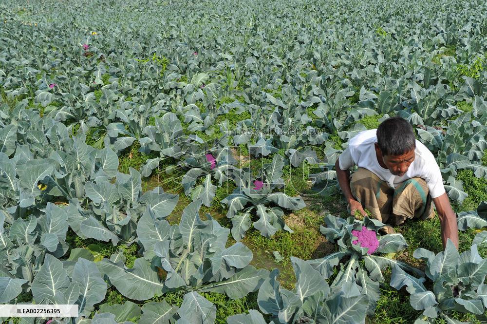 Multi Colored Cauliflower Farming - Bangladesh