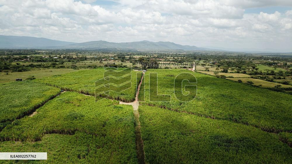 KENYA-NAKURU-JUNCAO GRASS