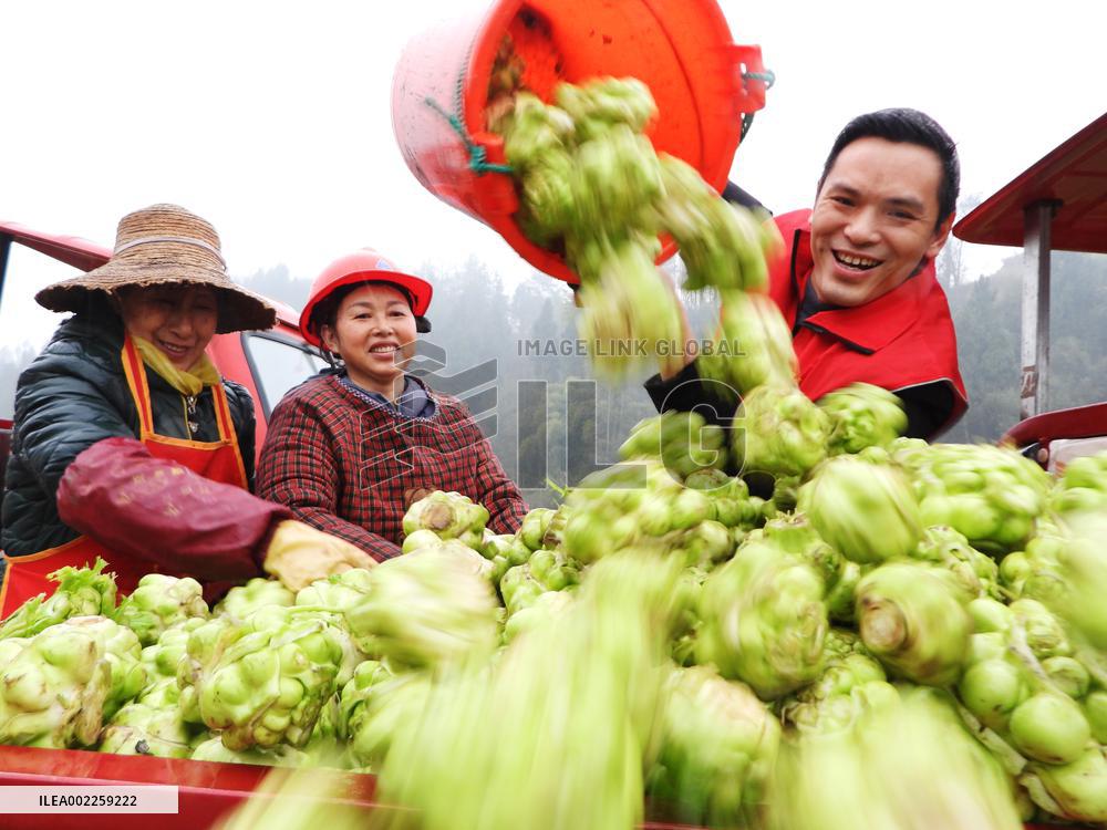 China Agriculture