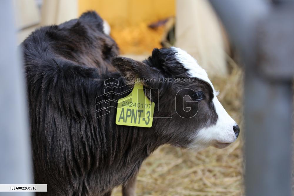 CHINA-CHONGQING-ENDANGERED XIZANG CATTLE-CLONING (CN)