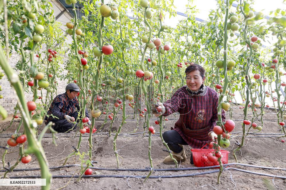 #CHINA-LICHUN-FARM WORK (CN)