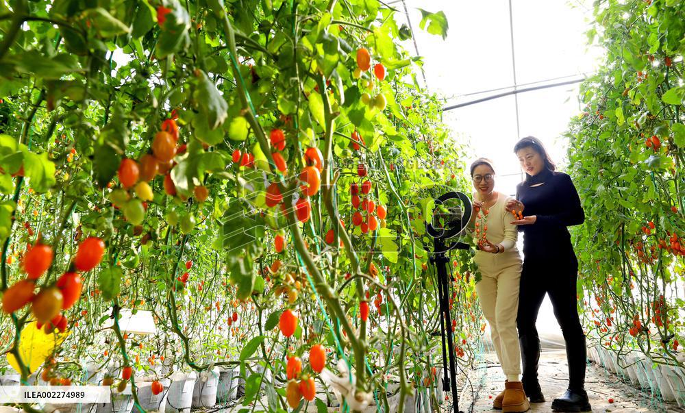 Live Webcast to Promote Agriculture