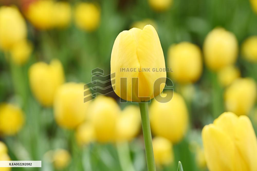 Tulips Bloom in A Flower Exhibition in Nanning, China