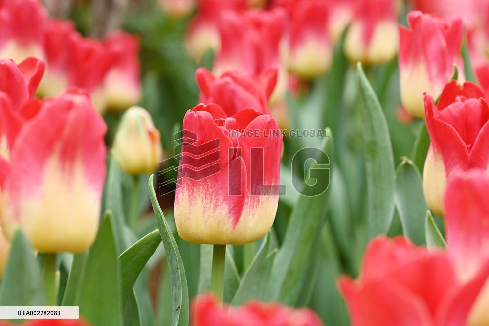 Tulips Bloom in A Flower Exhibition in Nanning, China