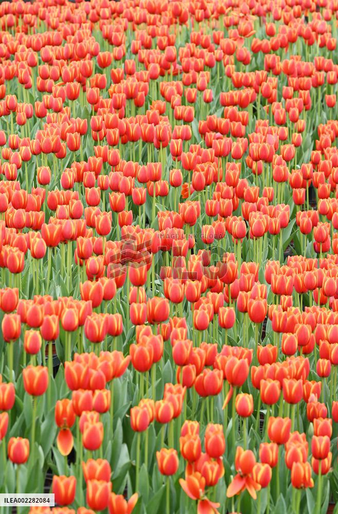 Tulips Bloom in A Flower Exhibition in Nanning, China
