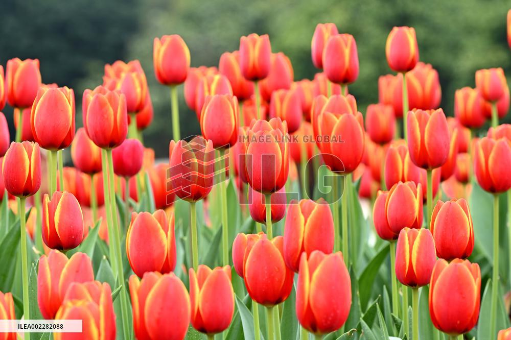 Tulips Bloom in A Flower Exhibition in Nanning, China