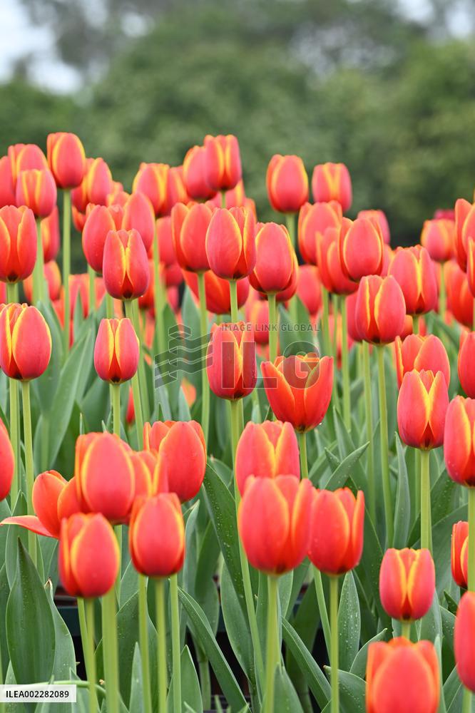 Tulips Bloom in A Flower Exhibition in Nanning, China