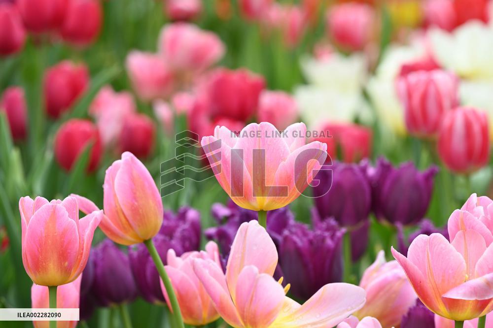 Tulips Bloom in A Flower Exhibition in Nanning, China