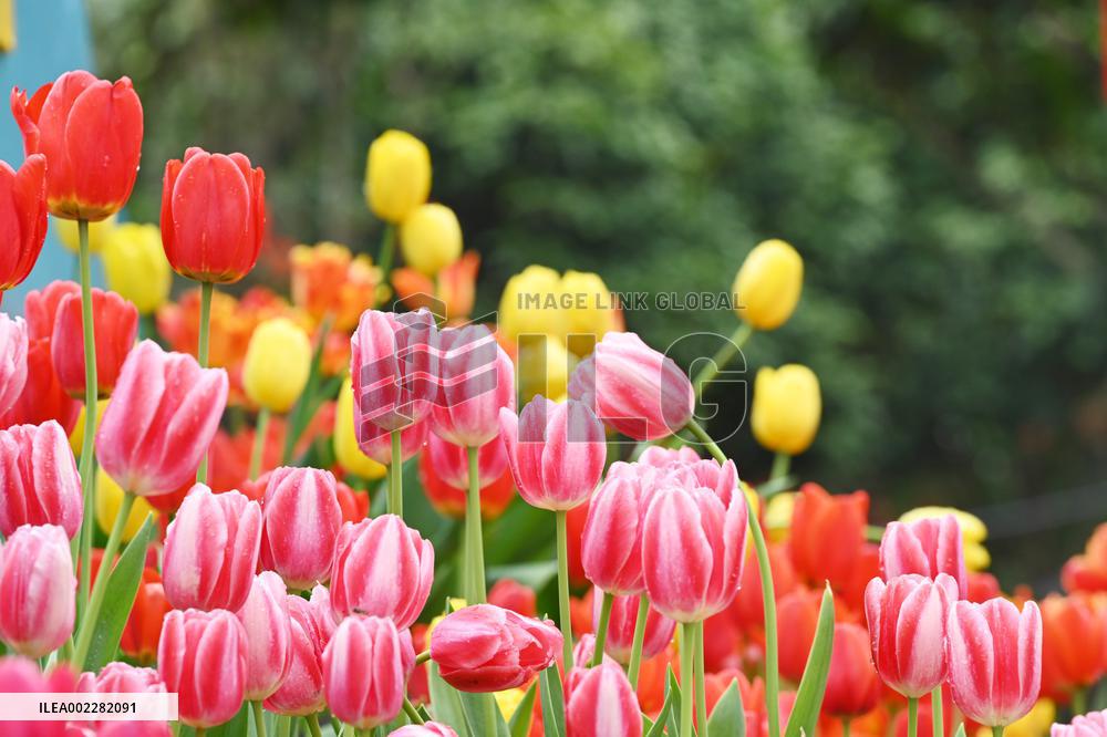 Tulips Bloom in A Flower Exhibition in Nanning, China