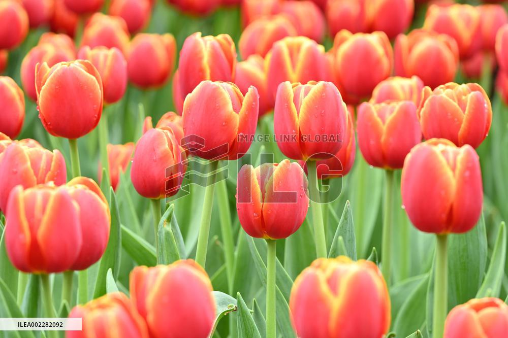 Tulips Bloom in A Flower Exhibition in Nanning, China