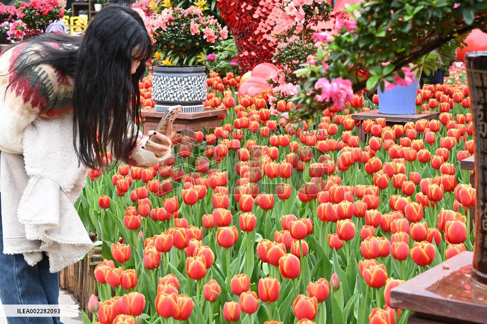 Tulips Bloom in A Flower Exhibition in Nanning, China