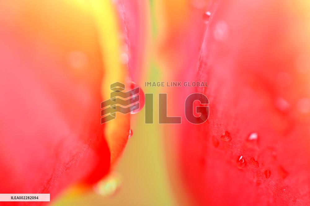 Tulips Bloom in A Flower Exhibition in Nanning, China
