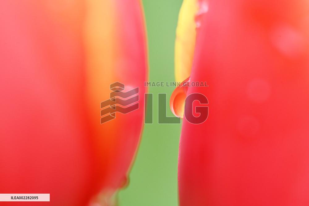 Tulips Bloom in A Flower Exhibition in Nanning, China