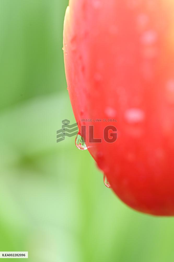 Tulips Bloom in A Flower Exhibition in Nanning, China