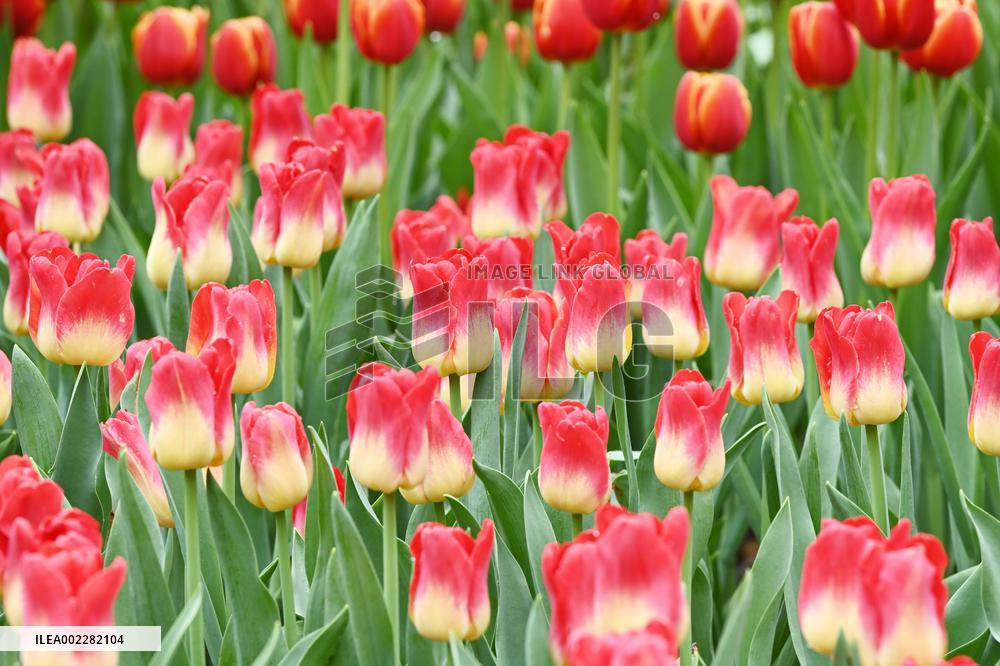 Tulips Bloom in A Flower Exhibition in Nanning, China
