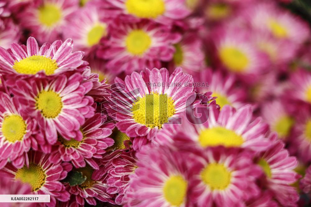 39th Shenzhen Chrysanthemum Exhibition