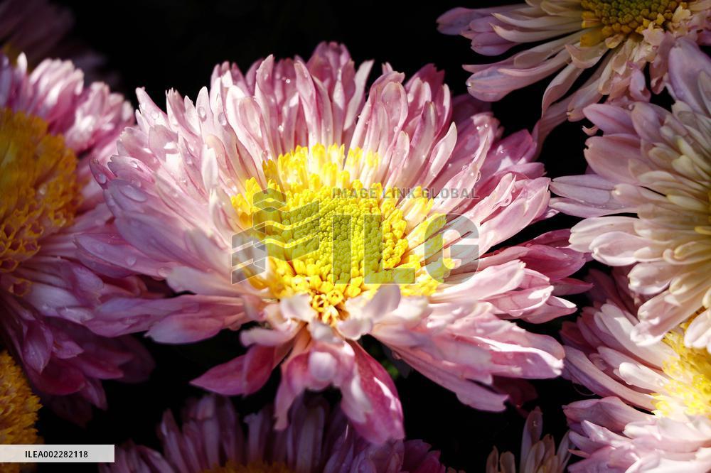 39th Shenzhen Chrysanthemum Exhibition