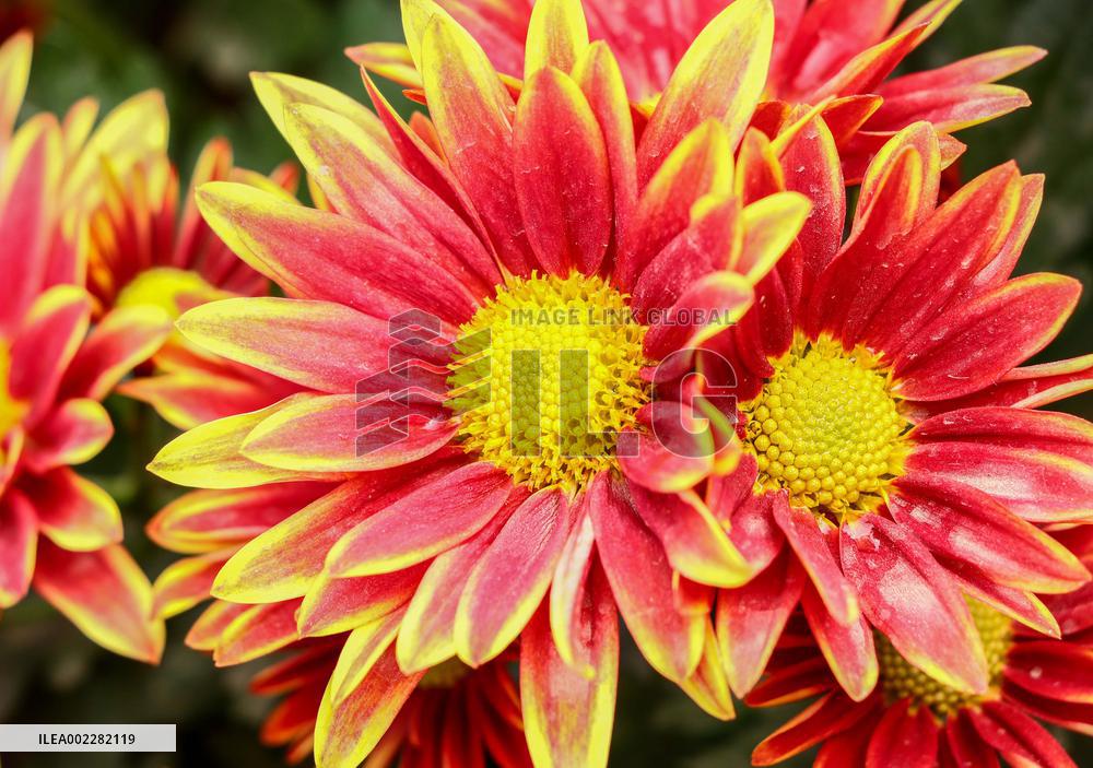 39th Shenzhen Chrysanthemum Exhibition