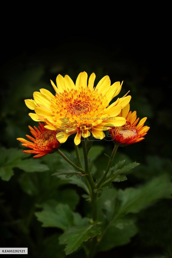 39th Shenzhen Chrysanthemum Exhibition