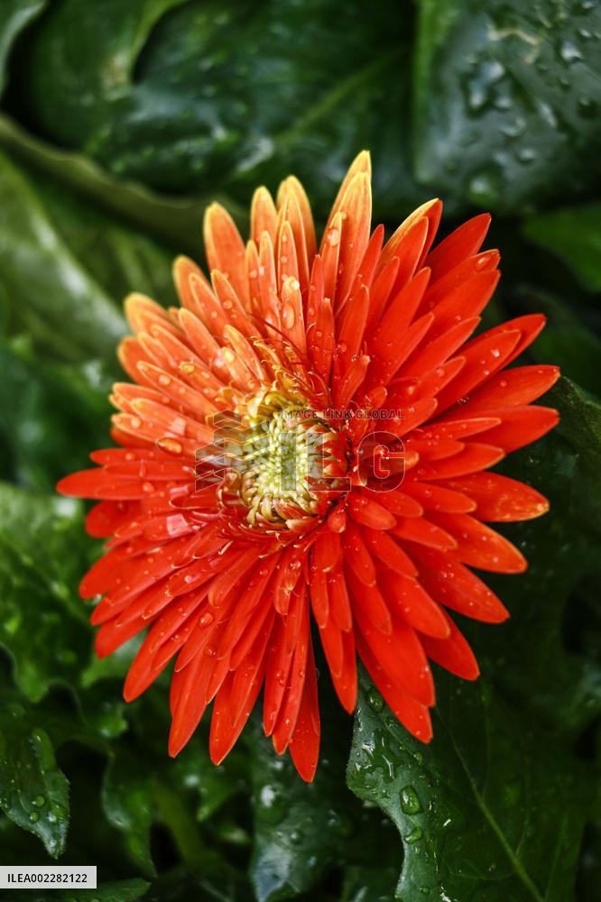 39th Shenzhen Chrysanthemum Exhibition