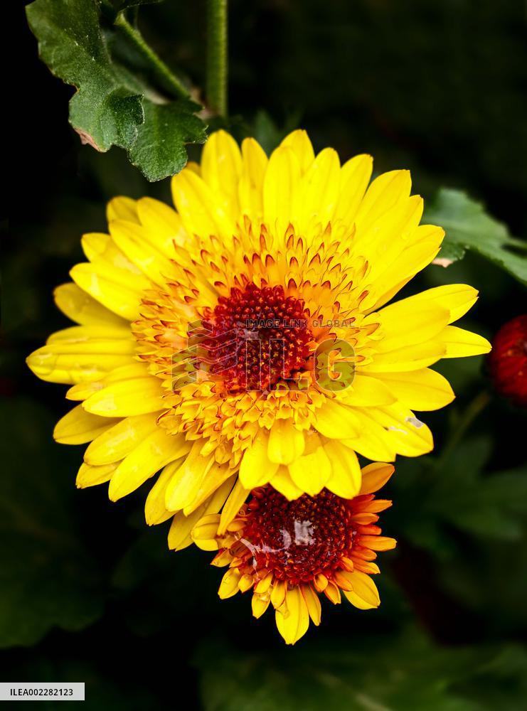 39th Shenzhen Chrysanthemum Exhibition