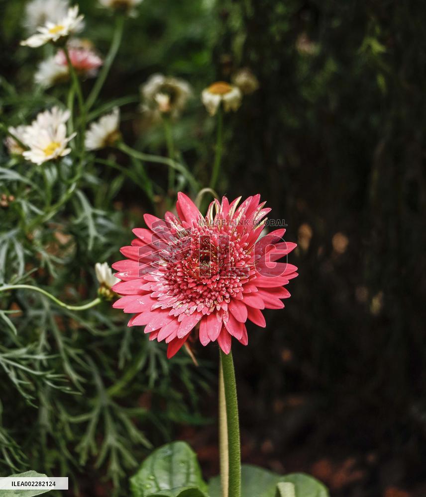 39th Shenzhen Chrysanthemum Exhibition